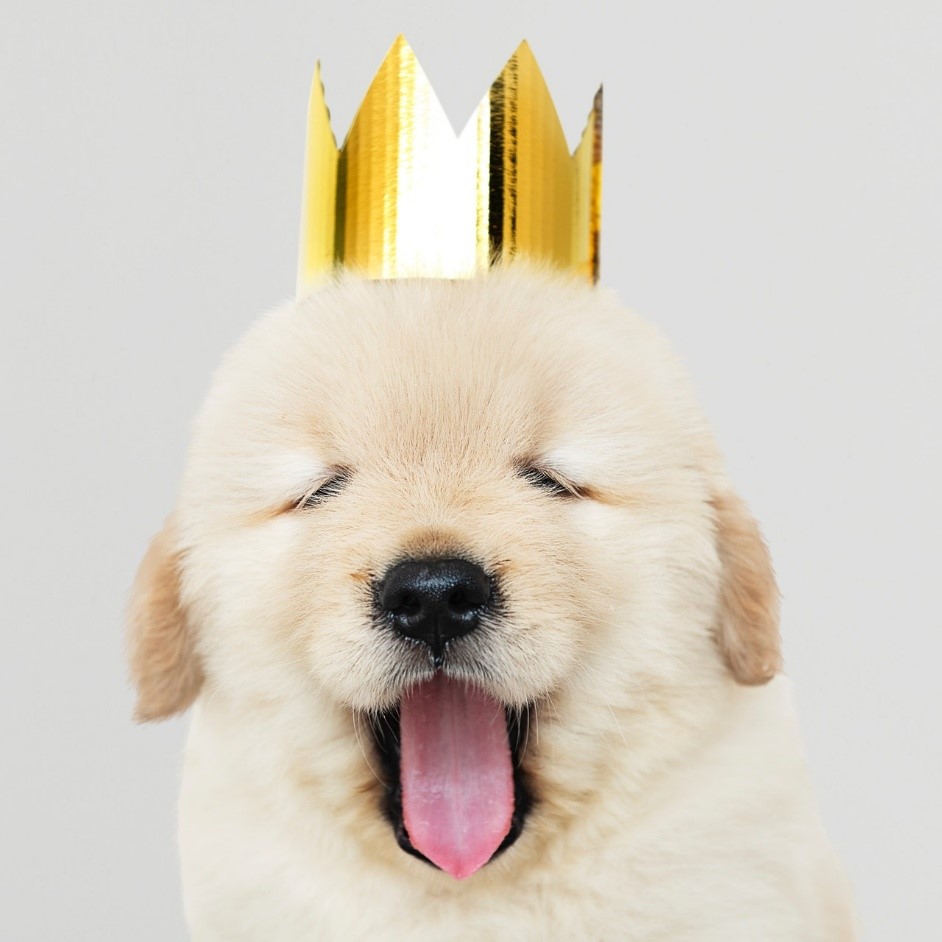 Pup wearing a crown