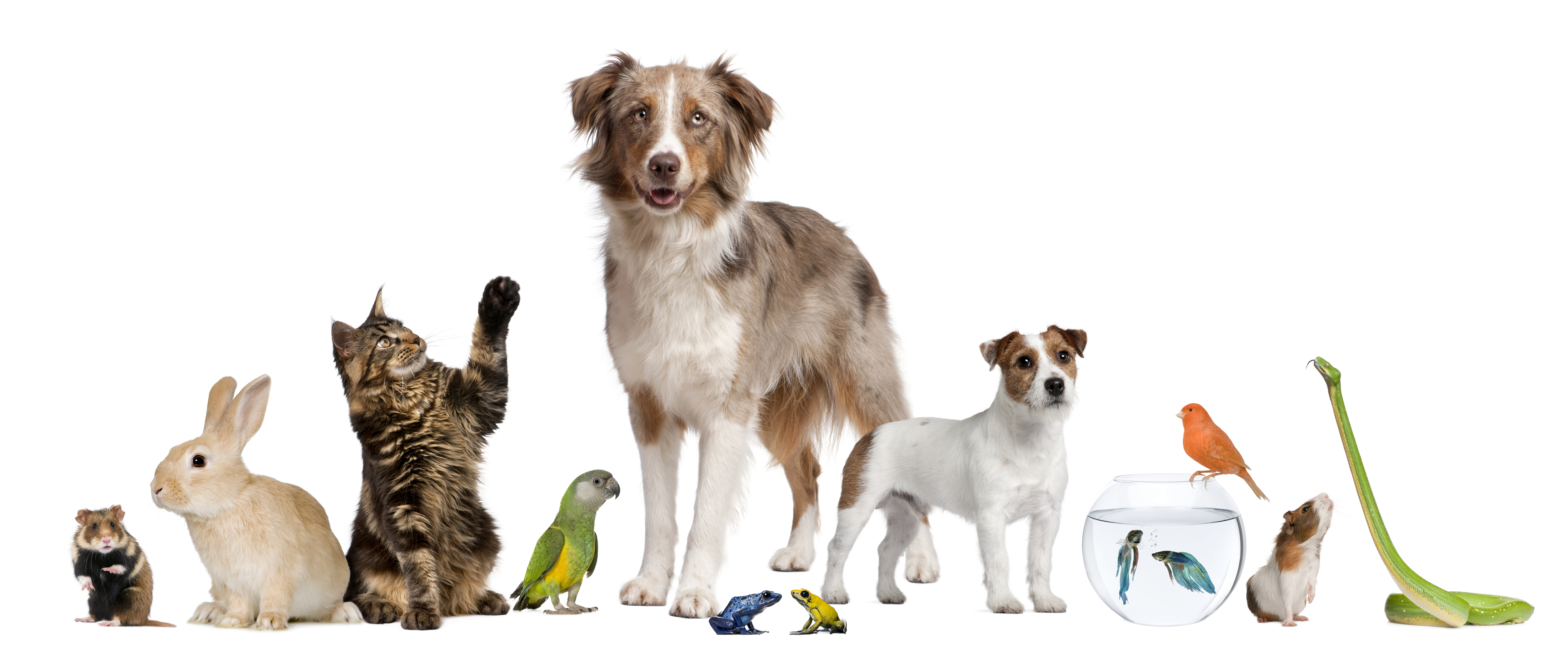 Alternative Pets