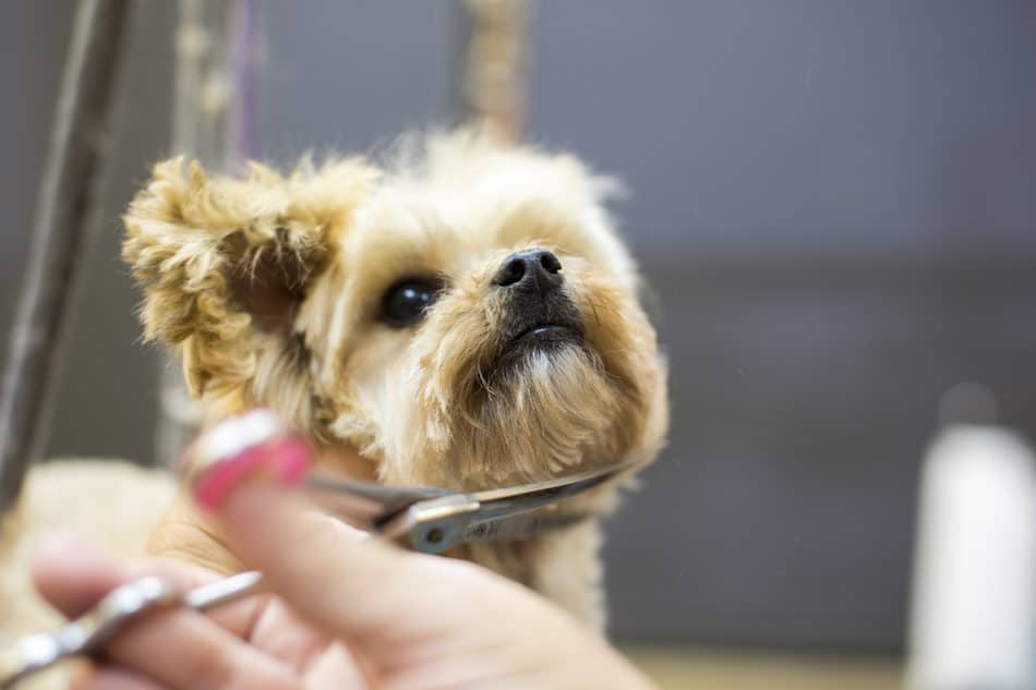 Health Benefits of Grooming Your Dog Regularly