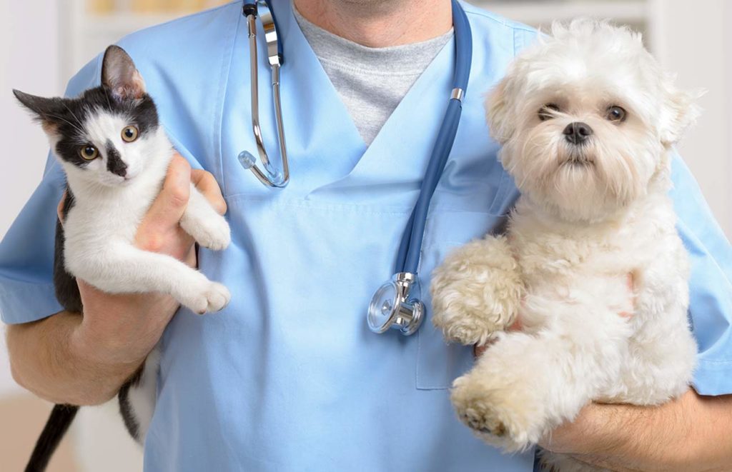 Wellness Exams for the Safety of Your Pet do it Now