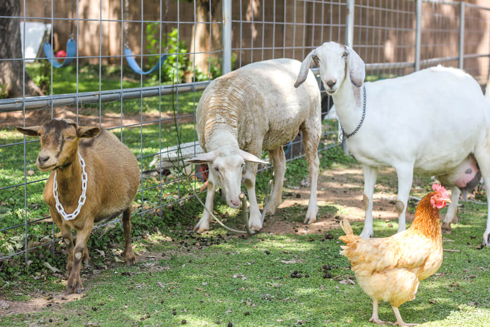 3 Pets You Can Easily Raise on a Ranch