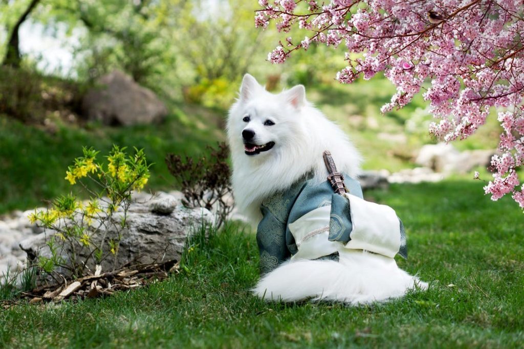 Beautiful white dog