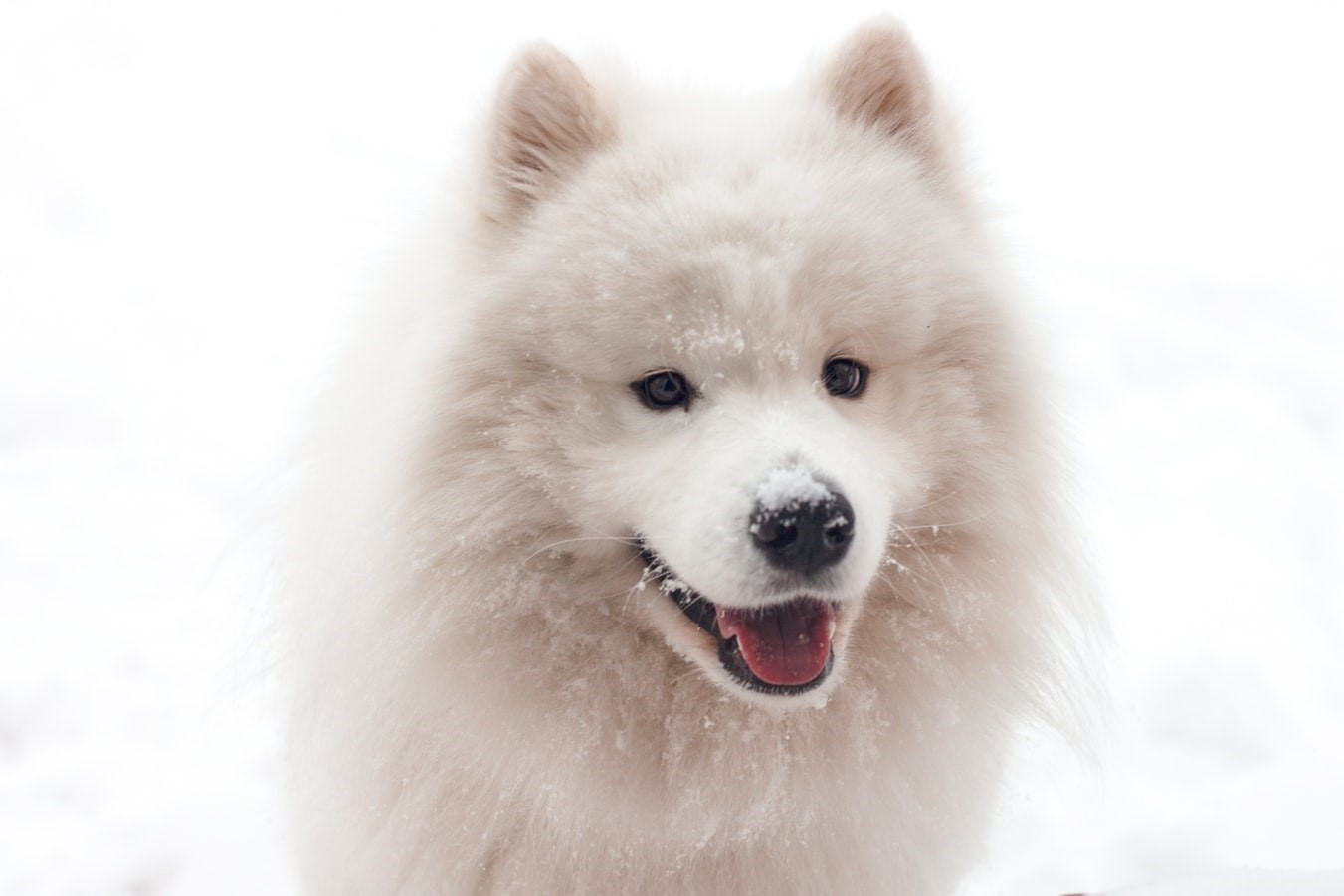 Samoyed dog