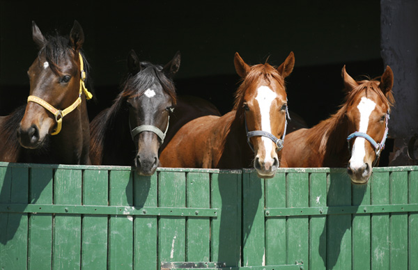 The Importance of Carrying Horse Insurance