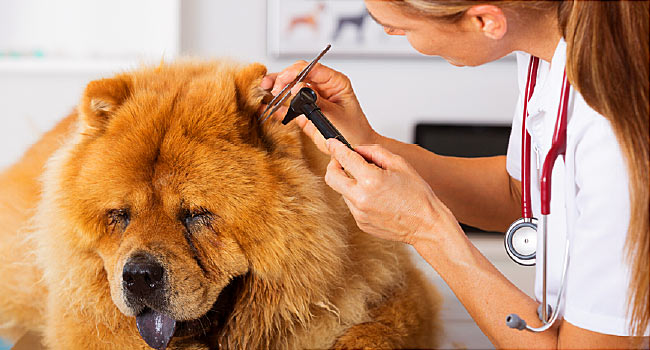 7 Reasons why regular vet check-up for dogs in important