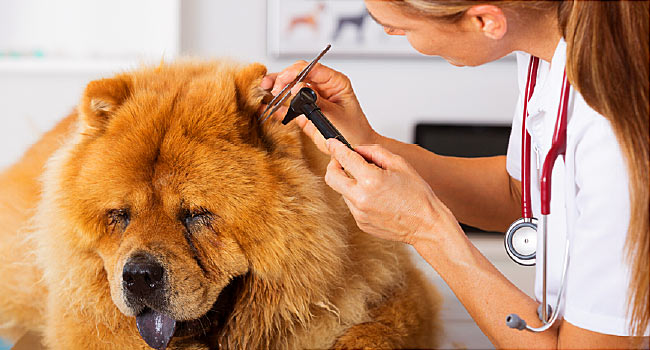 7 Reasons Why Regular Vet Check-Up For Dogs in Important