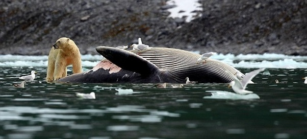 Can Polar bear kill Killer Whale Orca in fight?