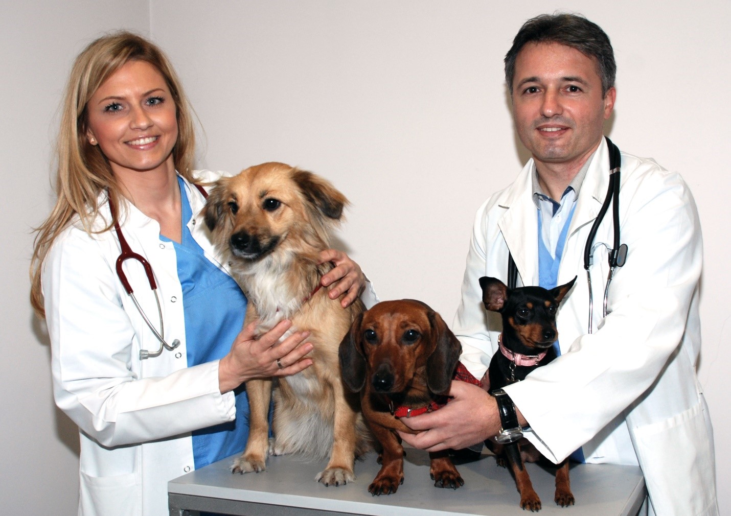 Signs to Consider Before Checking with Abbotsford Vet and Animal Hospital