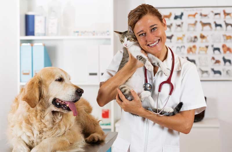 Signs to Consider Before Checking with Abbotsford Vet and Animal Hospital