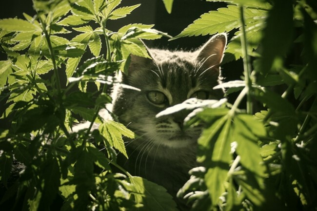 CBD Oil Cat Treats: Cannabis Effects on Cats