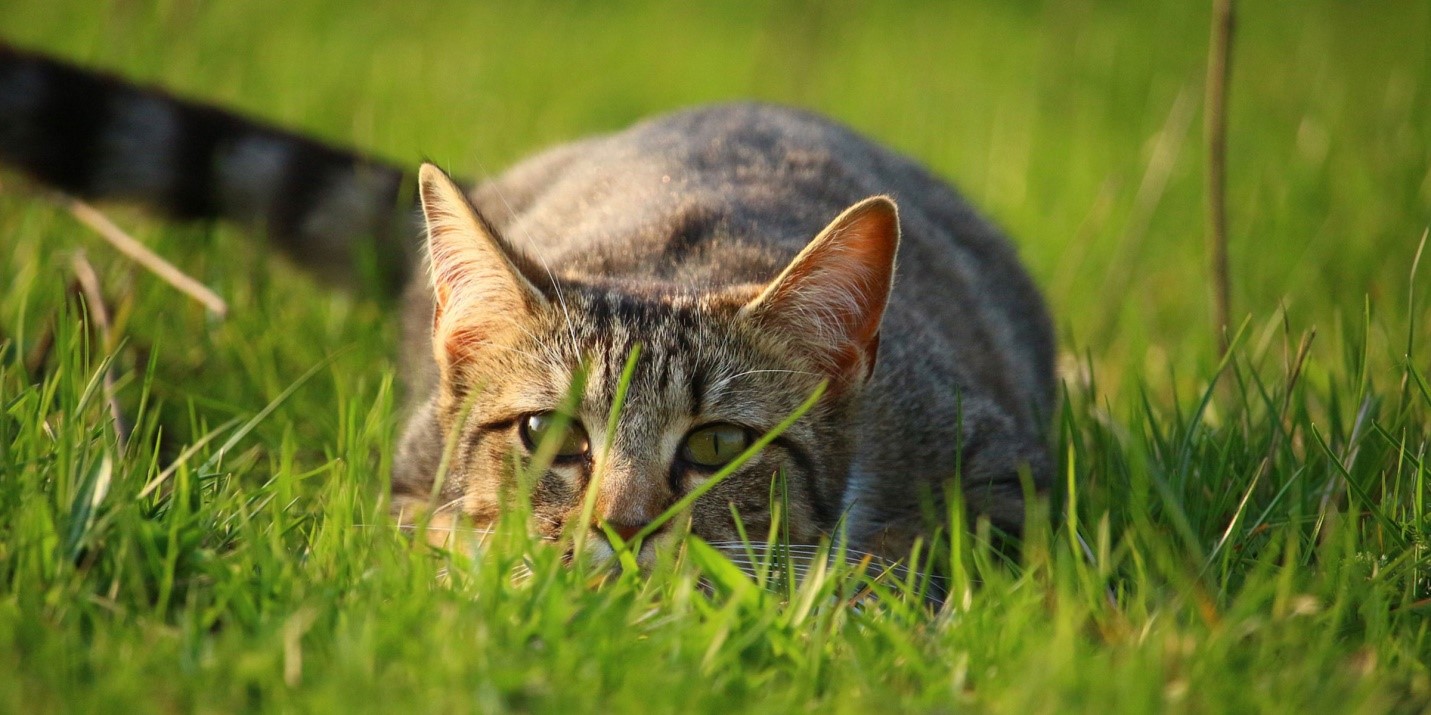 CBD Oil Cat Treats