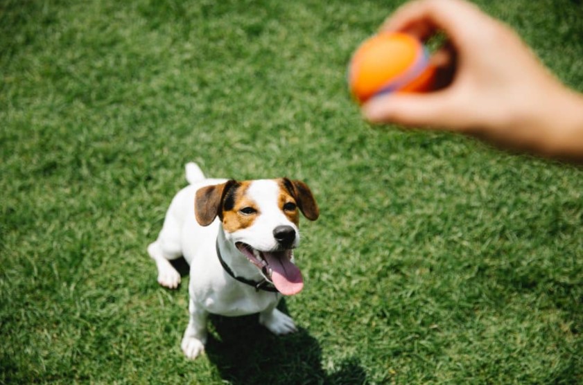 Purposes of Using Doggie Daycare