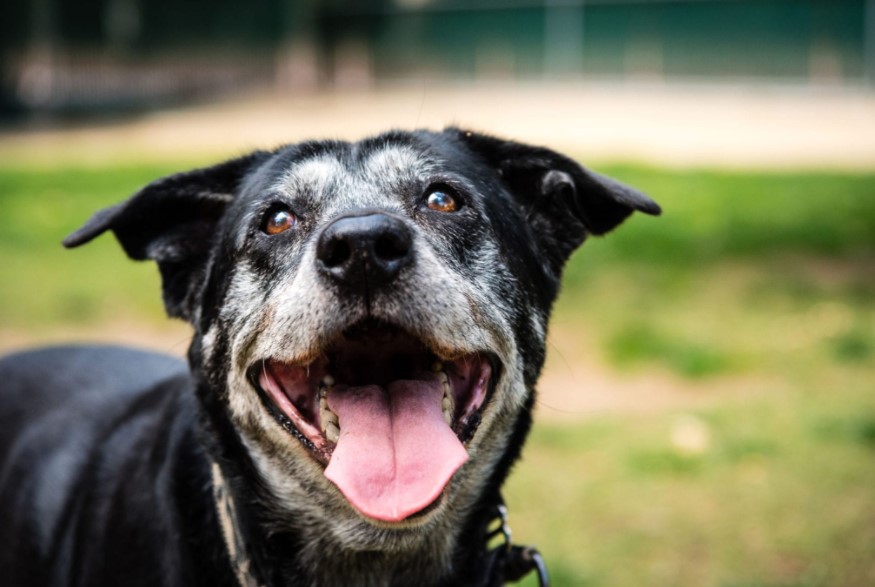 Loving Senior Dogs: Tips for Keeping Them Happy and Healthy