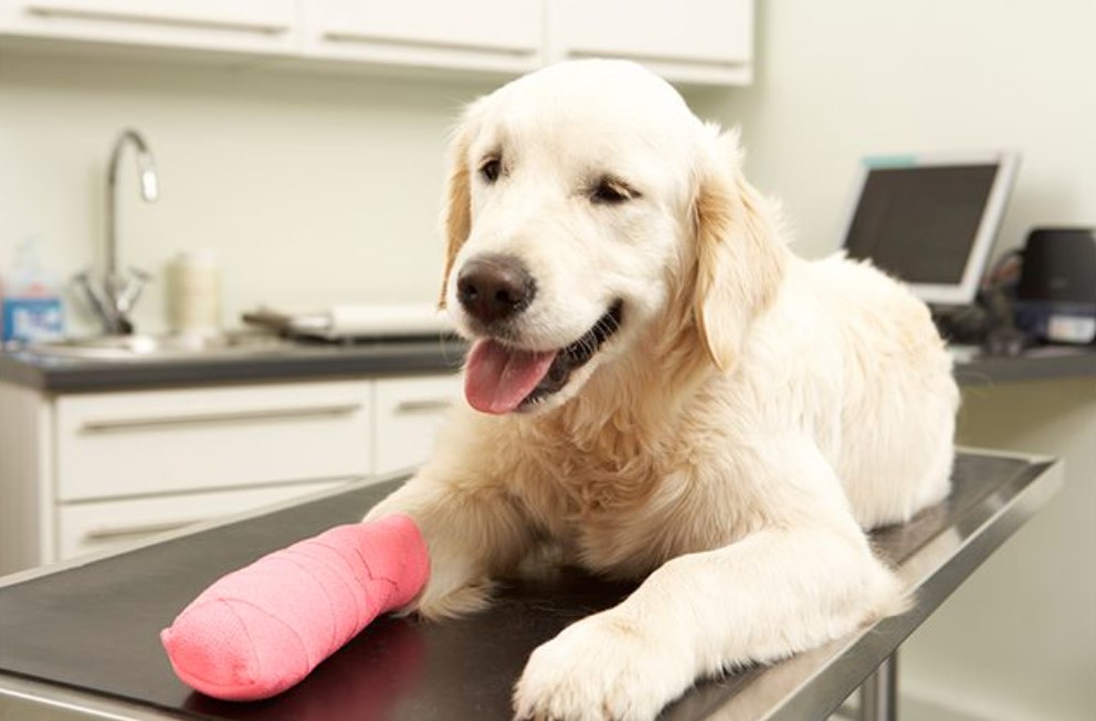 How to Choose the Best Dog Bandage