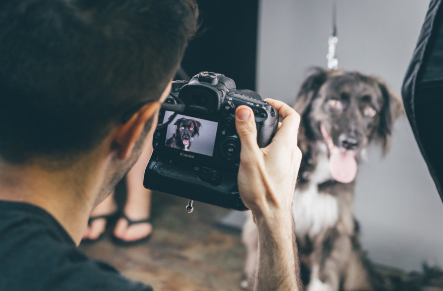 The Benefits of Quality Pet Photography With Professional Photographers