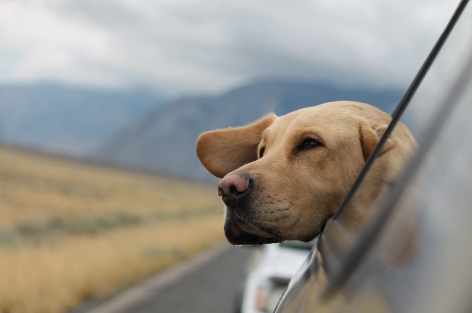 3 Vacation Tips for Pet Owners
