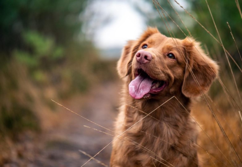 Helpful Tips for Getting a New Puppy
