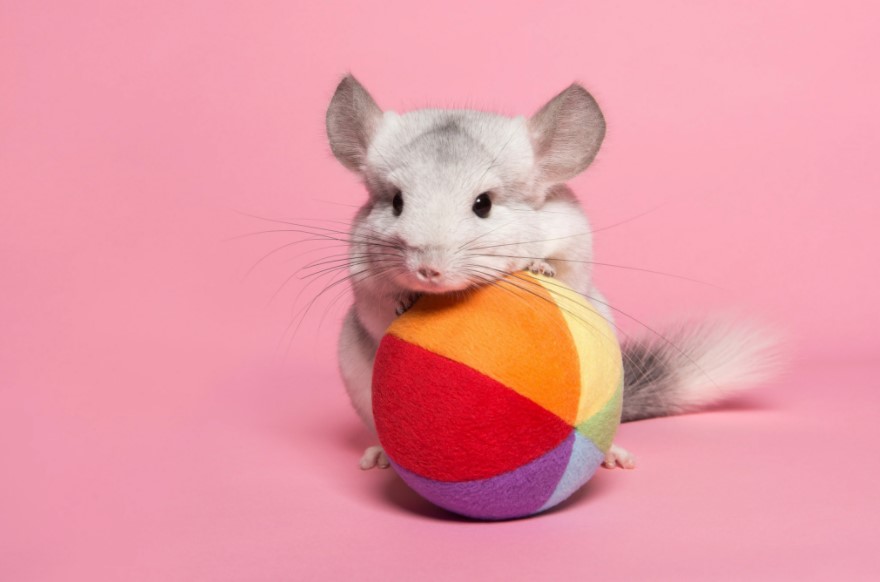 Things to consider before deciding to Buy and Care for a Chinchilla