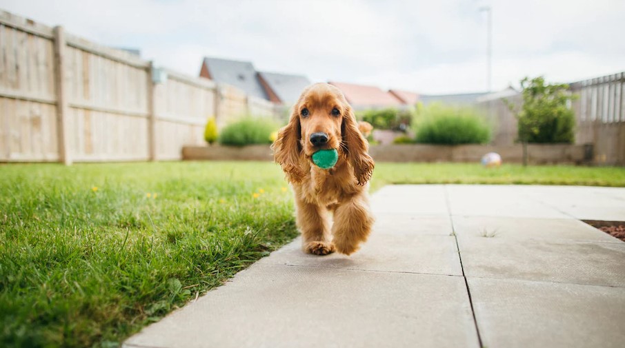 Wireless Pet Fences Are Safe And Will Give You Peace Of Mind