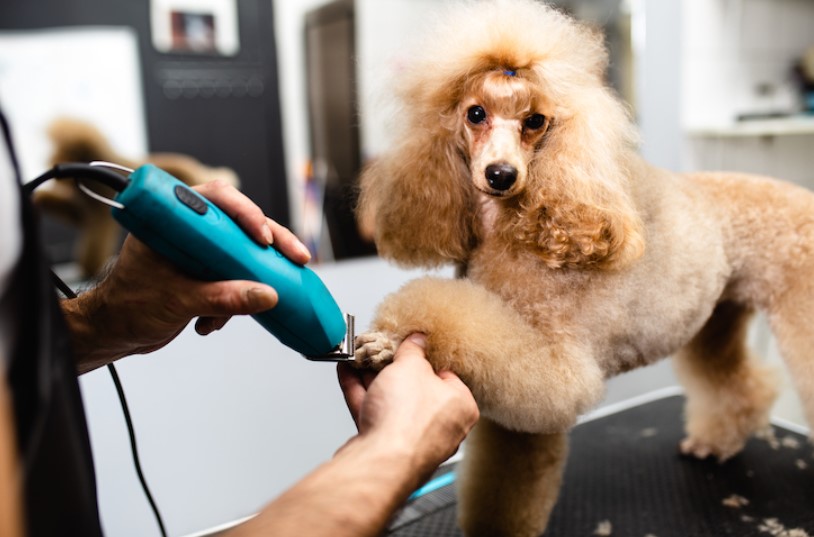 Is It Worth Having Your Dog Groomed Professionally?