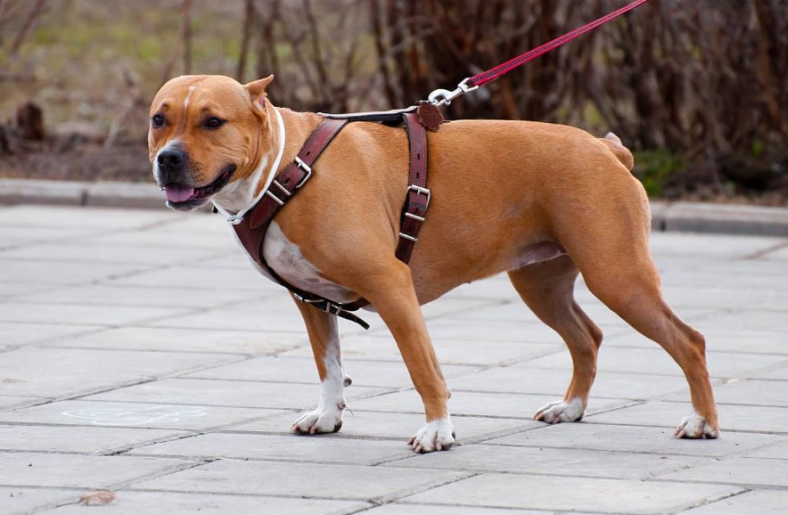 What Makes A Dog Harness Better Than A Collar?