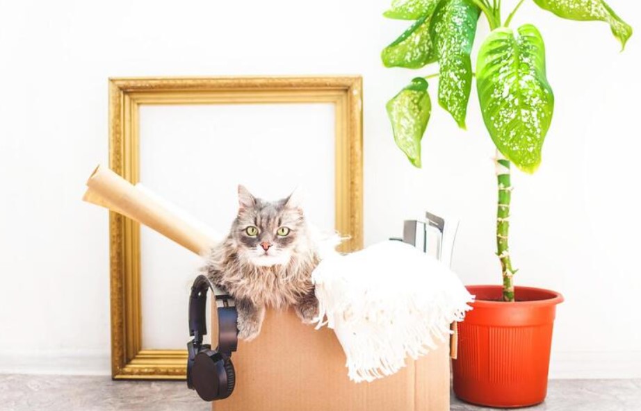 How to Transport Your Pet Safely Interstate