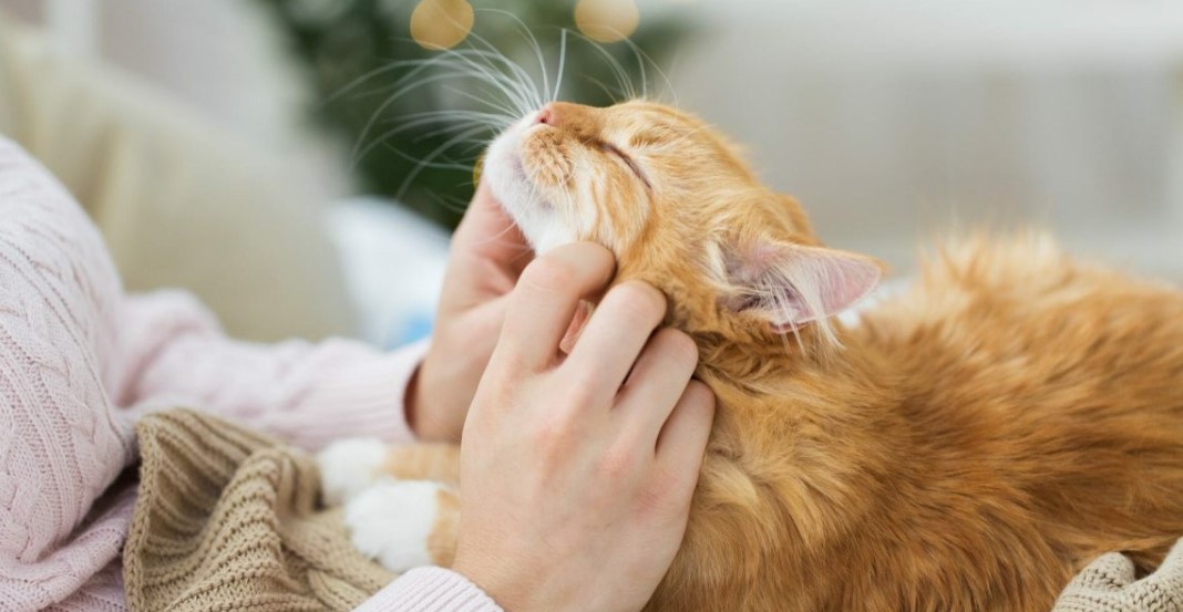 Cat Flea Treatments: How often is too often?