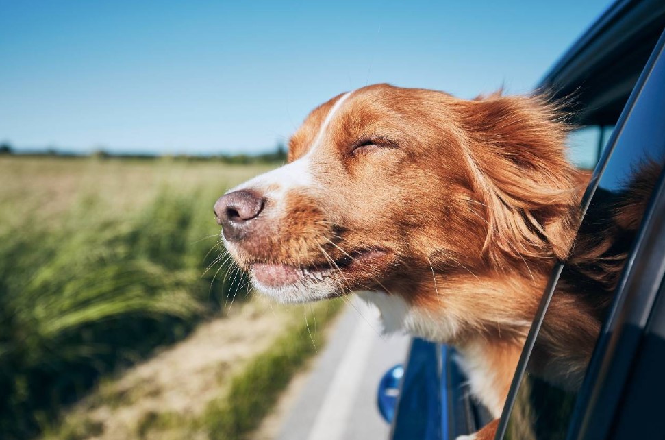 Pet Travel: Unlocking Adventures with Your Furry Friend