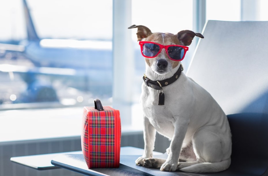 Exporting Your Furry Friend: A Guide to Dog Shipping