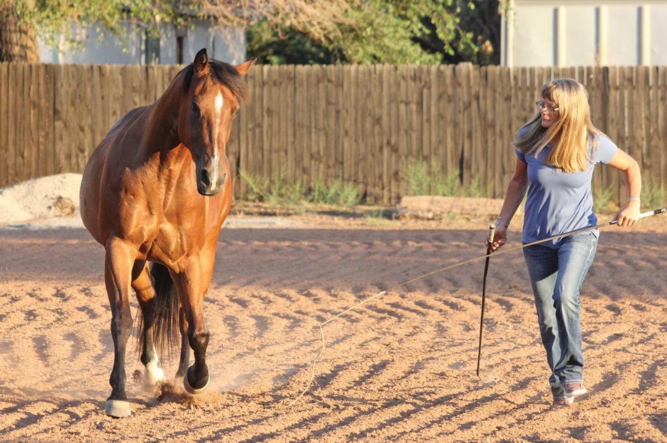 Factors to Consider when Choosing Horse Exercisers